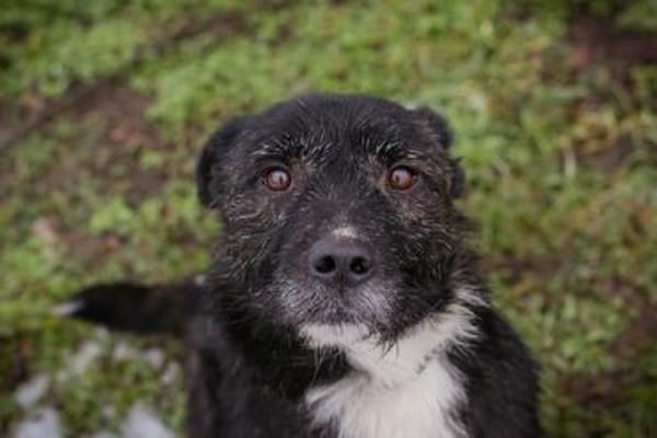 SMOKIE  Treuer Kämpfer sucht sein Happy End