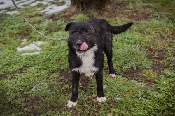 SMOKIE  Treuer Kämpfer sucht sein Happy End