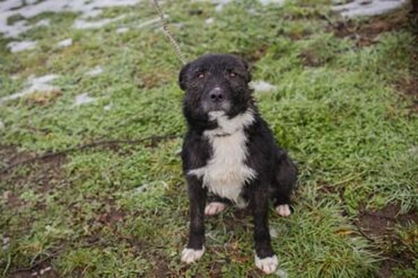 SMOKIE  Treuer Kämpfer sucht sein Happy End