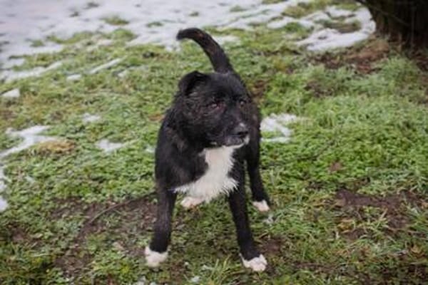 SMOKIE  Treuer Kämpfer sucht sein Happy End
