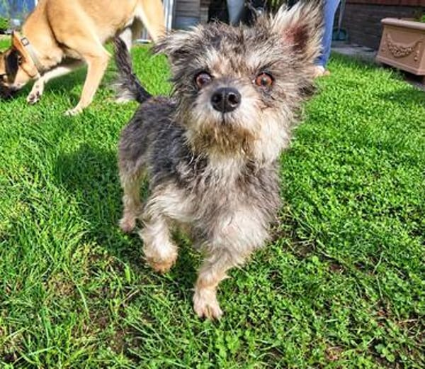 🐾❤ Luna sucht ihr Für-immer-Zuhause! ❤🐾(E)