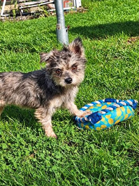 🐾❤ Luna sucht ihr Für-immer-Zuhause! ❤🐾(E)