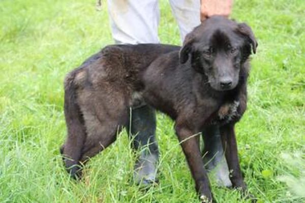 Ciron - perfekter Familienhund❤❤❤❤