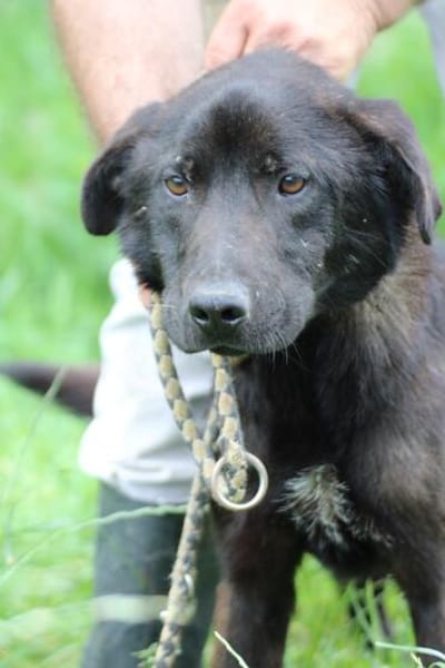 Ciron - perfekter Familienhund❤❤❤❤