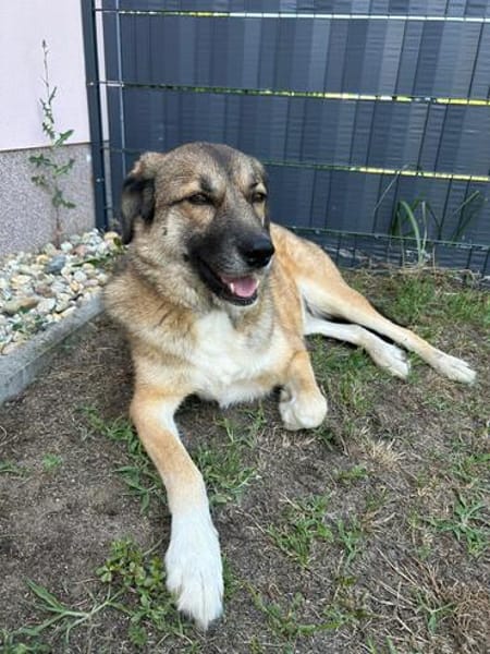 Rosy- Königin sucht Hofstaat 😉