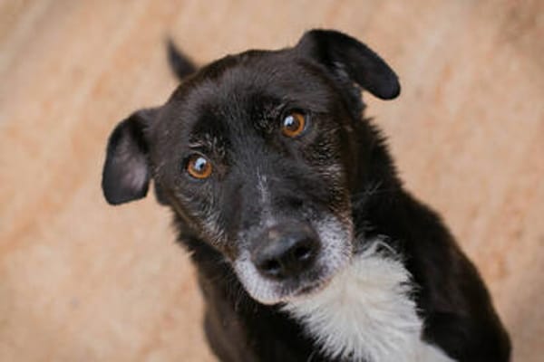 FIDO  Verschmuster Rüde sucht Menschen nur für sich