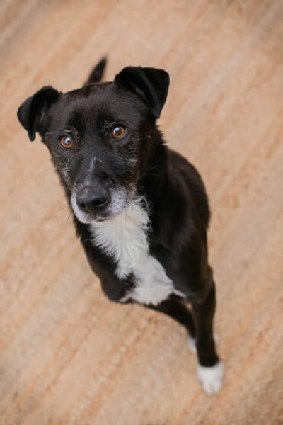 FIDO  Verschmuster Rüde sucht Menschen nur für sich