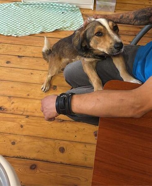 MISHA ist ein kleiner, feiner Hundebub!