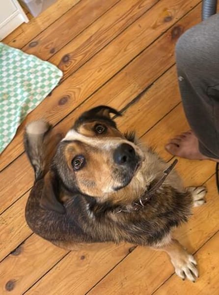 MISHA ist ein kleiner, feiner Hundebub!