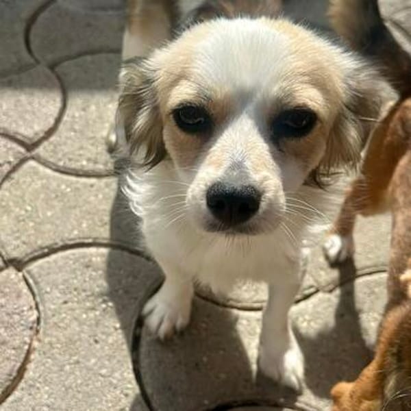Jody💕freundliche, aufgeschlossene Hündin