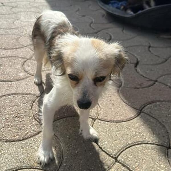 Jody💕freundliche, aufgeschlossene Hündin