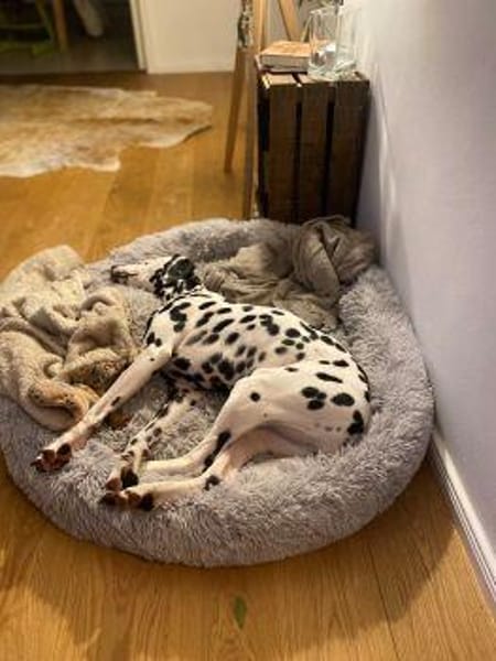 Nätti sucht eine Pflegestelle/Zuhause