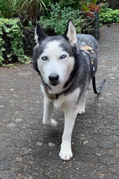 Husky MAXwartet schon in 56626 Andernach
