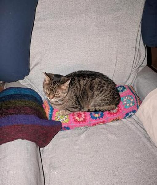 Schüchterne ältere Katze Sissi