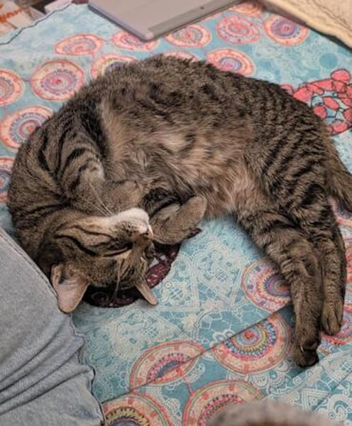 Schüchterne ältere Katze Sissi
