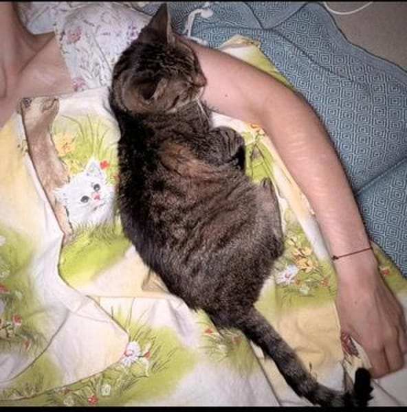 Schüchterne ältere Katze Sissi