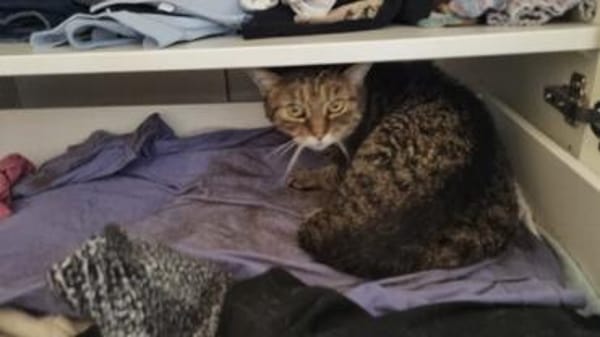 Schüchterne ältere Katze Sissi