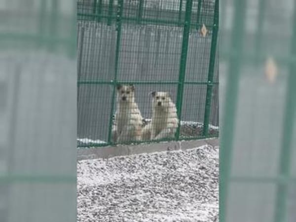 Coco und Cora - zwei Herzen, eine Seele