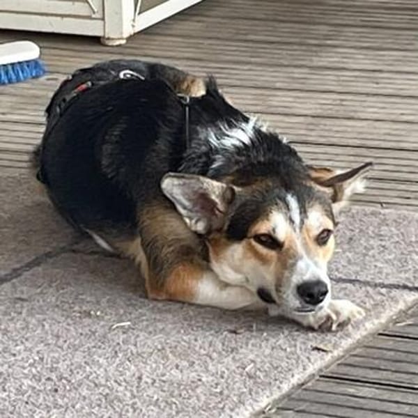 Trixi ❤ wartet in 91587 Adelshofen