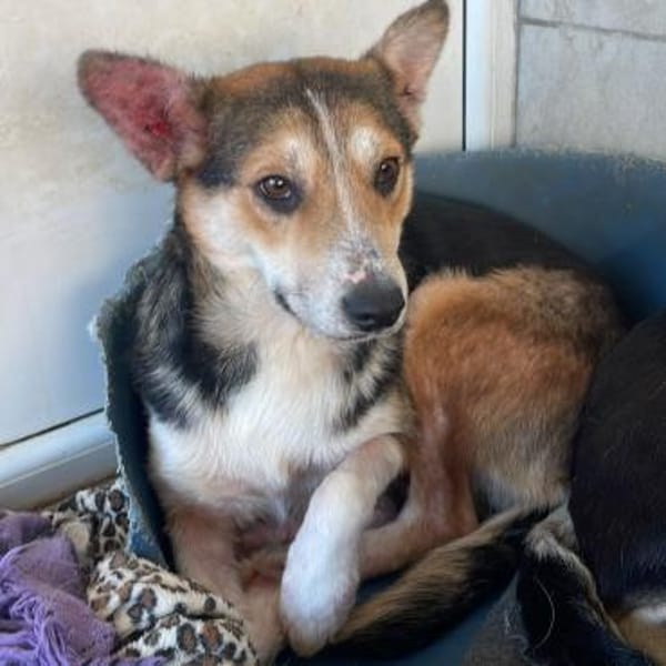 Trixi ❤ wartet in 91587 Adelshofen