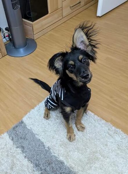 🐾 Peppi sucht seine für-immer-Familie 🐾