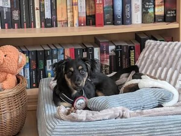 🐾 Peppi sucht seine für-immer-Familie 🐾