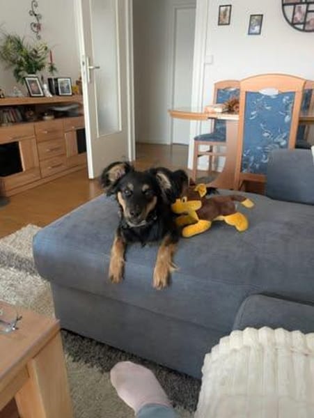🐾 Peppi sucht seine für-immer-Familie 🐾