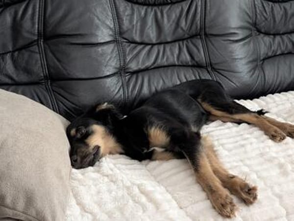 🐾 Peppi sucht seine für-immer-Familie 🐾