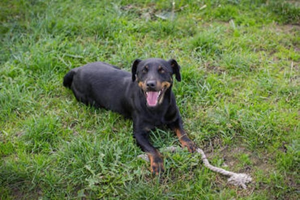 ROCCO  Cleverer Wirbelwind sucht aktive Menschen