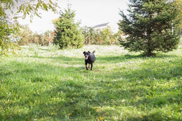 ROCCO  Cleverer Wirbelwind sucht aktive Menschen