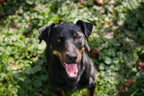 ROCCO  Cleverer Wirbelwind sucht aktive Menschen