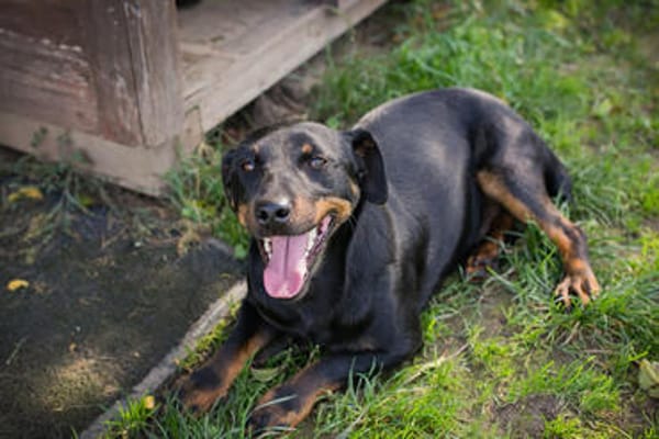 ROCCO  Cleverer Wirbelwind sucht aktive Menschen