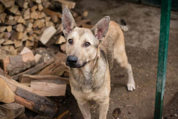 GRINDER  Vom Straßenhund zum treuen Begleiter