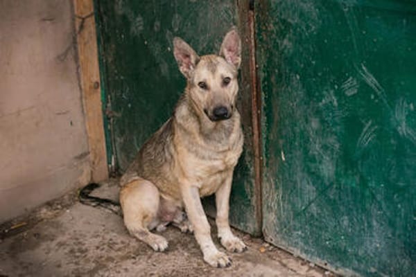 GRINDER  Vom Straßenhund zum treuen Begleiter