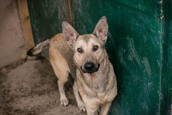 GRINDER  Vom Straßenhund zum treuen Begleiter