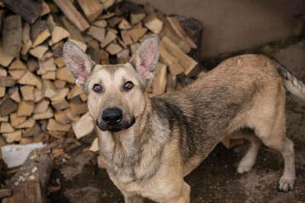 GRINDER  Vom Straßenhund zum treuen Begleiter