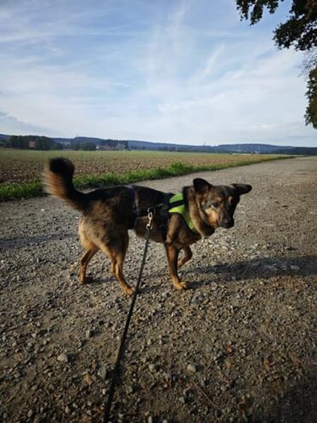 Familienhündin für jedes Alter- Betty wartet
