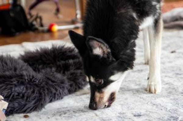 Bonita: verzaubert sie auch dich
