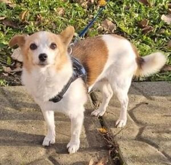 Suki ist ein Hund zum Verlieben