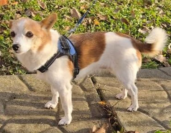 Suki ist ein Hund zum Verlieben