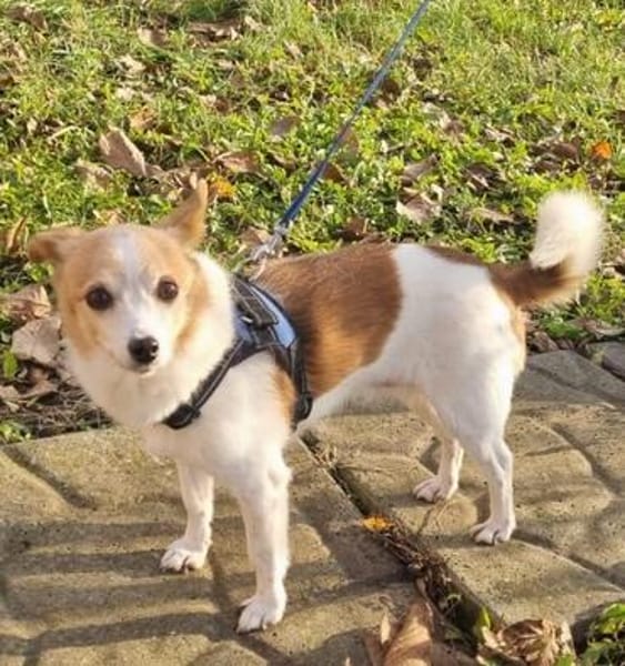 Suki ist ein Hund zum Verlieben