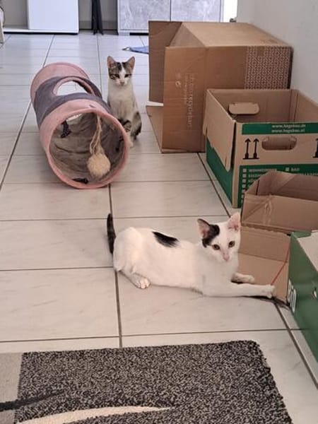 Lily & Milo suchen gemeinsam ein Zuhause