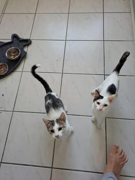 Lily & Milo suchen gemeinsam ein Zuhause