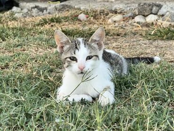 Lily & Milo suchen gemeinsam ein Zuhause
