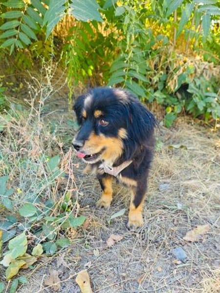 Buddy ein tolles Kerlchen
