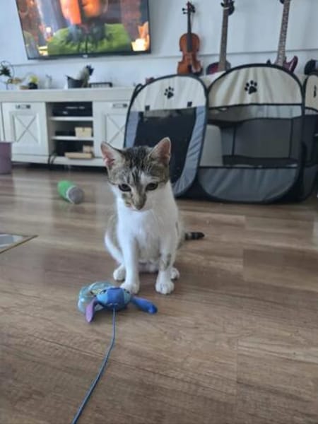 Bernadette liebes Katzenmädel sucht ihren Kuschelplatz