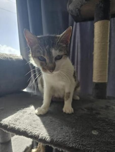 Bernadette liebes Katzenmädel sucht ihren Kuschelplatz