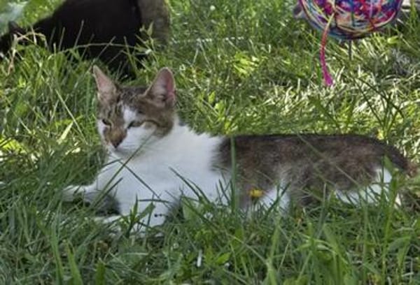 Bernadette liebes Katzenmädel sucht ihren Kuschelplatz