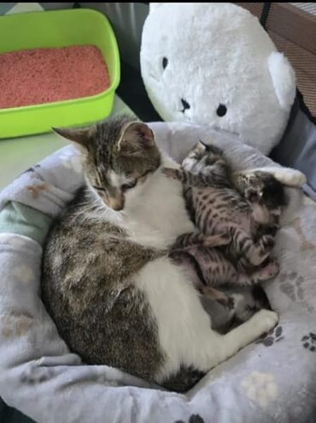 Bernadette liebes Katzenmädel sucht ihren Kuschelplatz