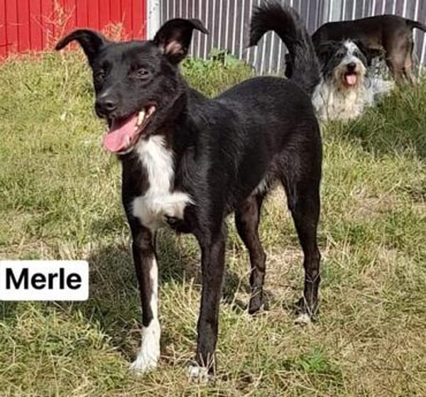 MERLE jetzt auf PS in 50170 Kerpen